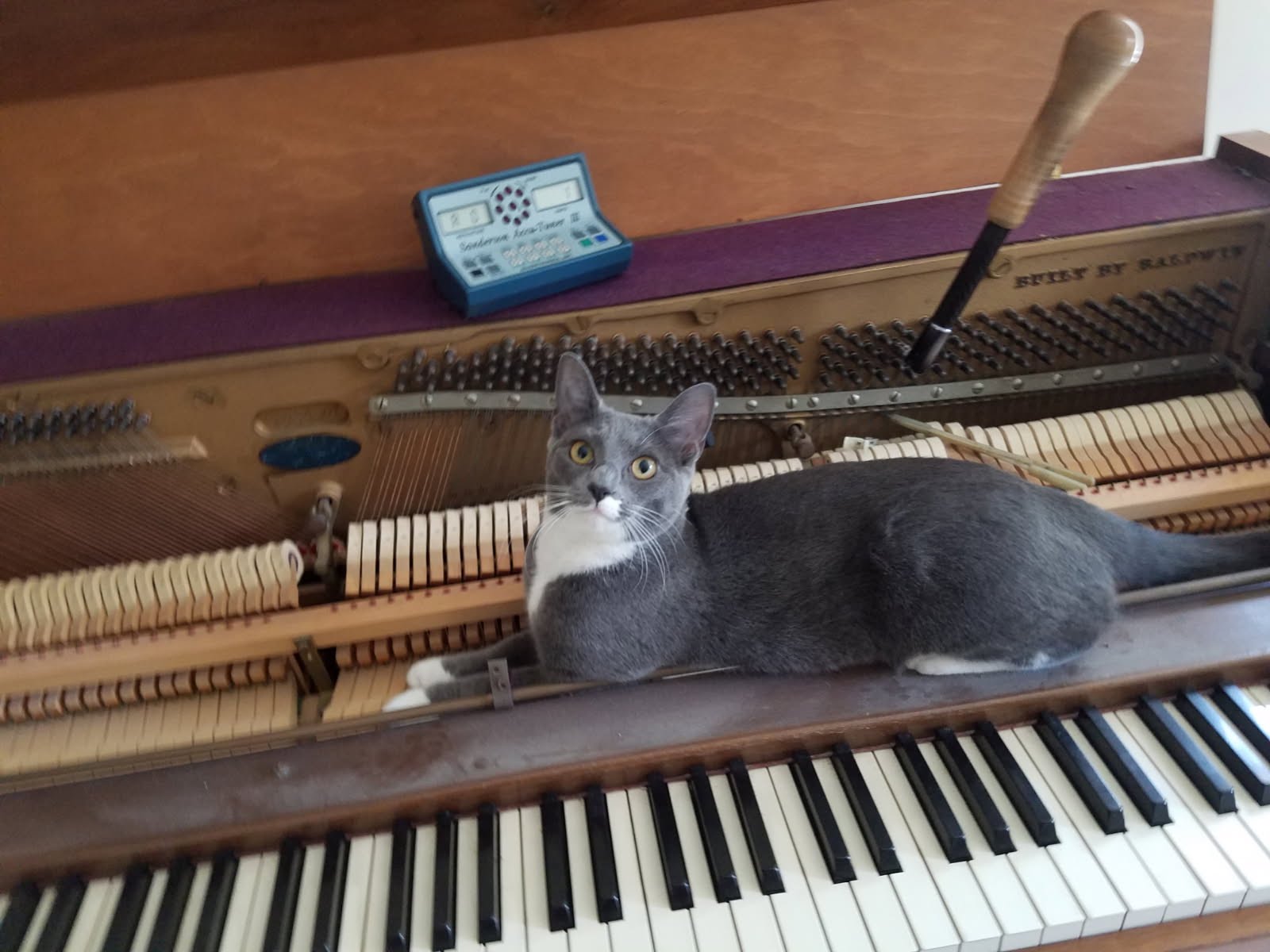 Precision Piano technician working on a piano repair